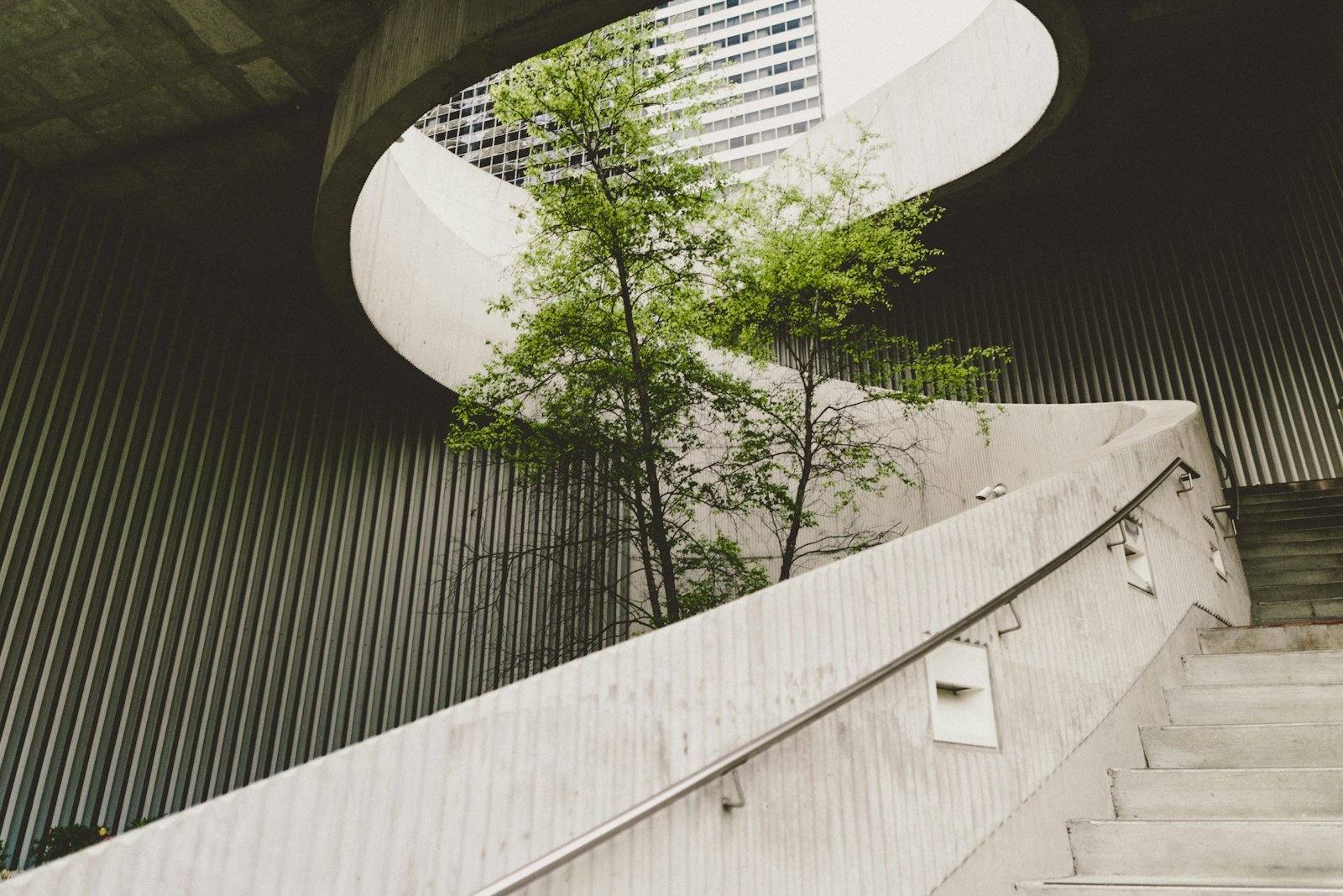 Concrete staircase curving around a courtyard tree